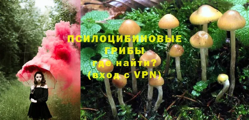 сколько стоит  Карталы  Псилоцибиновые грибы MAGIC MUSHROOMS 